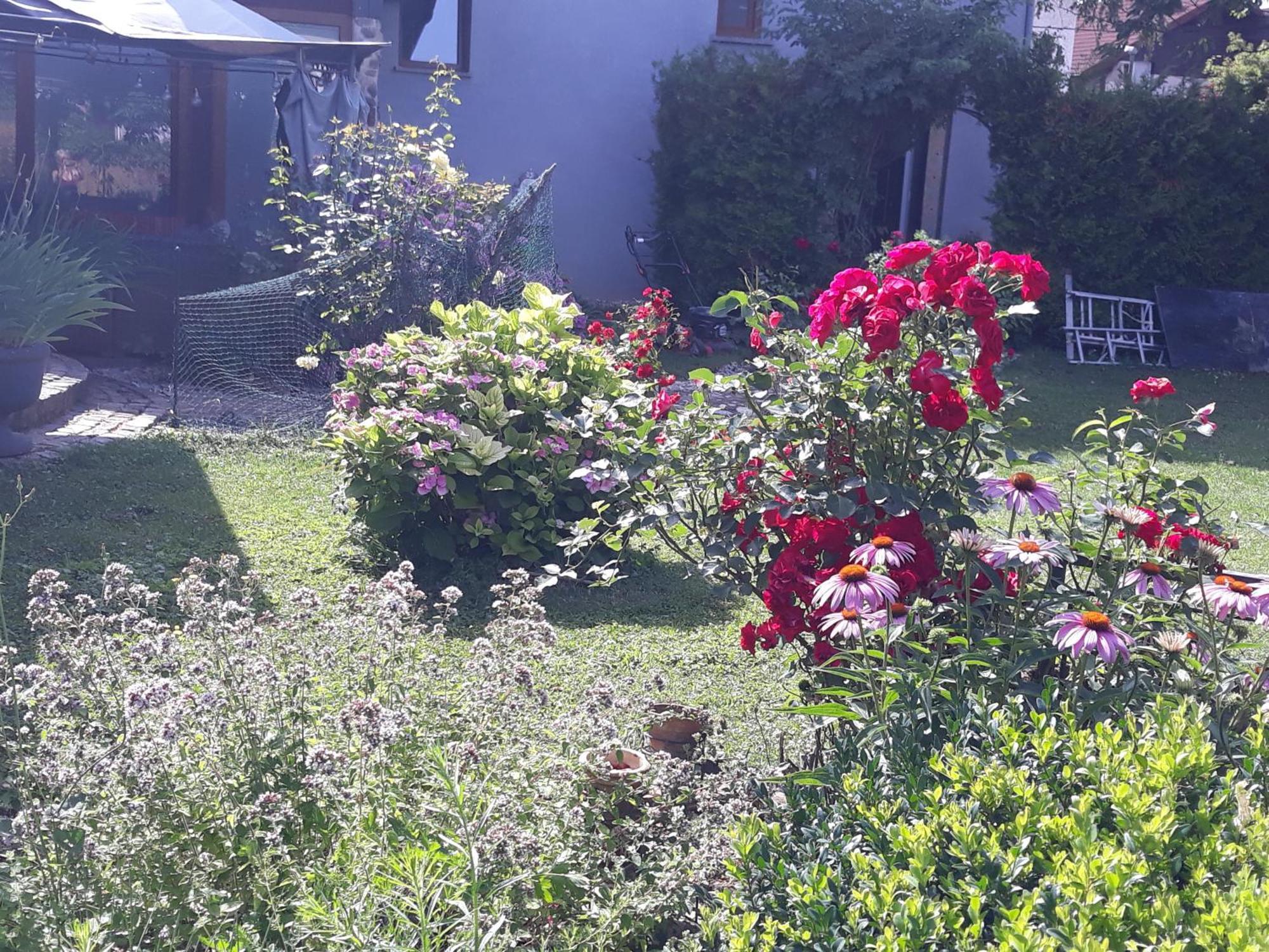 Rose Room 40M2 With Terrace 25M2 In Greeny Area For 4 Person ليوبليانا المظهر الخارجي الصورة
