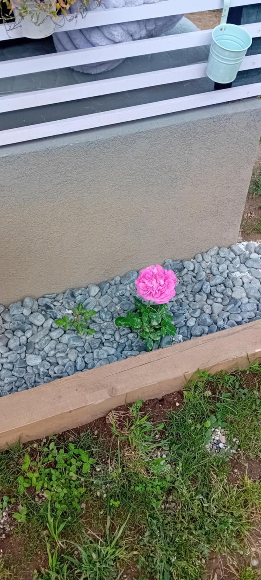 Rose Room 40M2 With Terrace 25M2 In Greeny Area For 4 Person ليوبليانا المظهر الخارجي الصورة